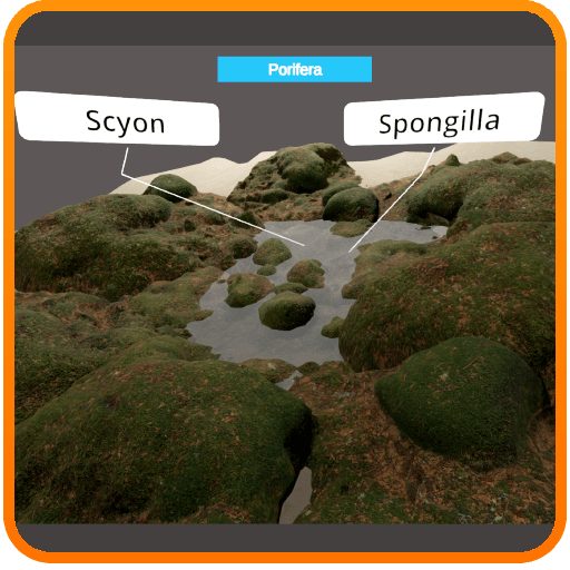 Diversity in Living Organisms - Animalia