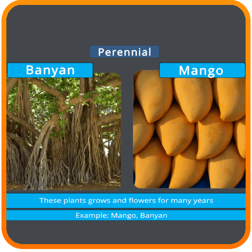 Diversity in Living Organisms - Plantae