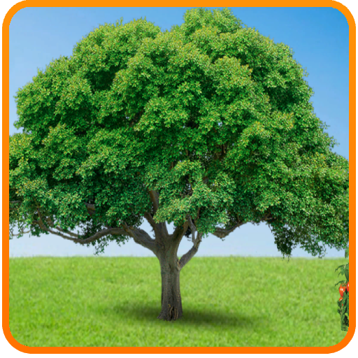 Getting To Know Plants - Classification And Activities